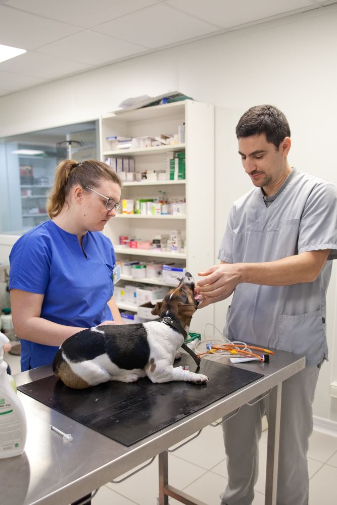 IMG_8005 Clinique Vétérinaire de l'Estuaire